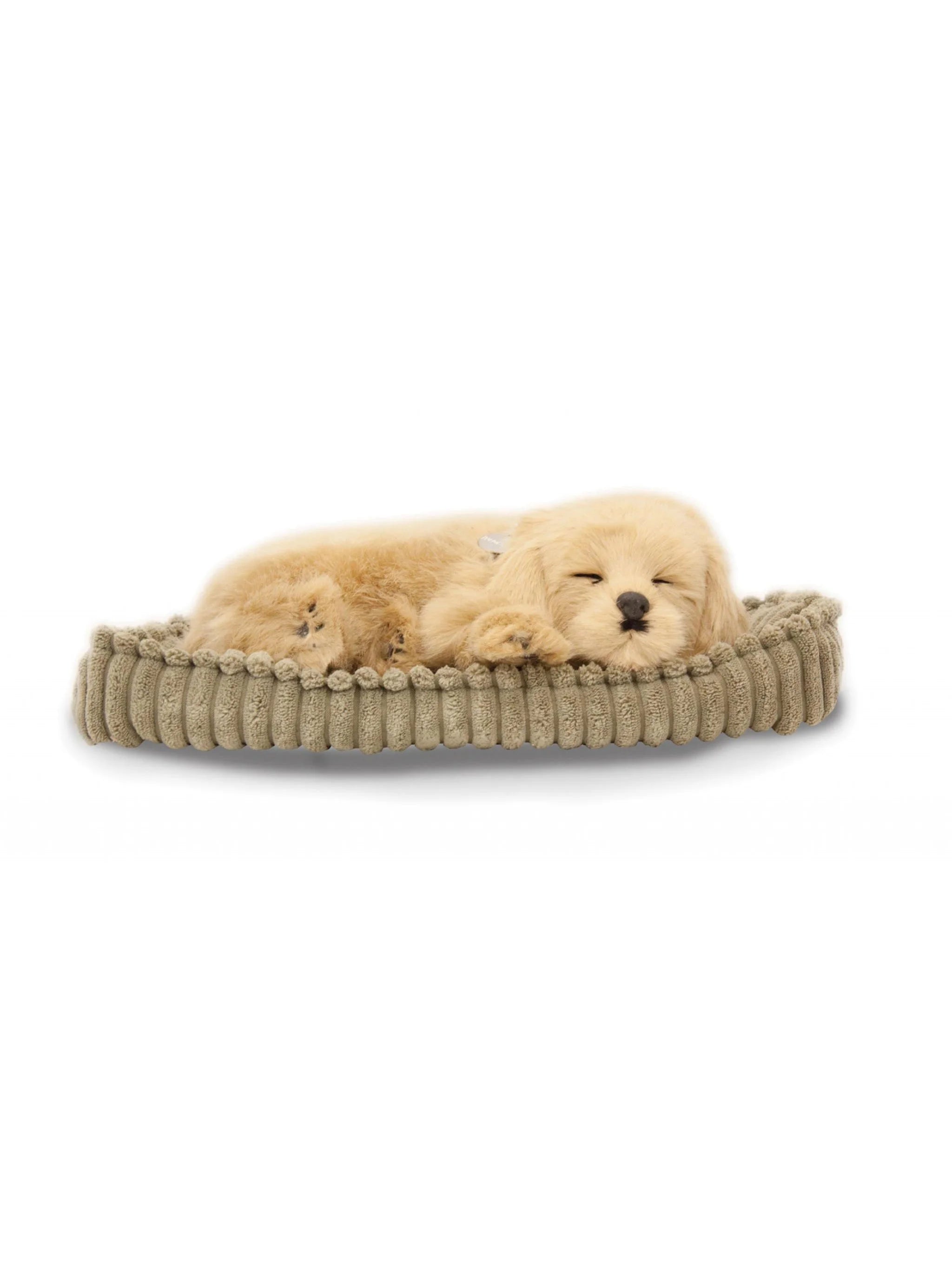 P Petzzz